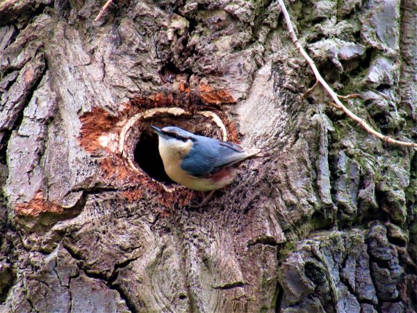 Nuthatch sitting by it's nest hole in a tree
