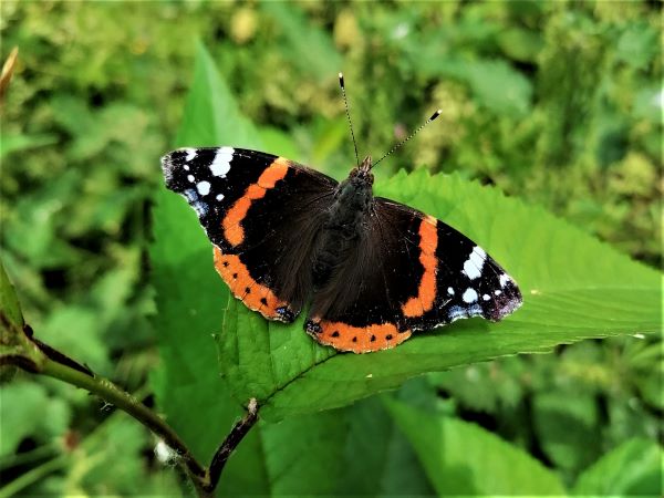 Red Admiral butterfly