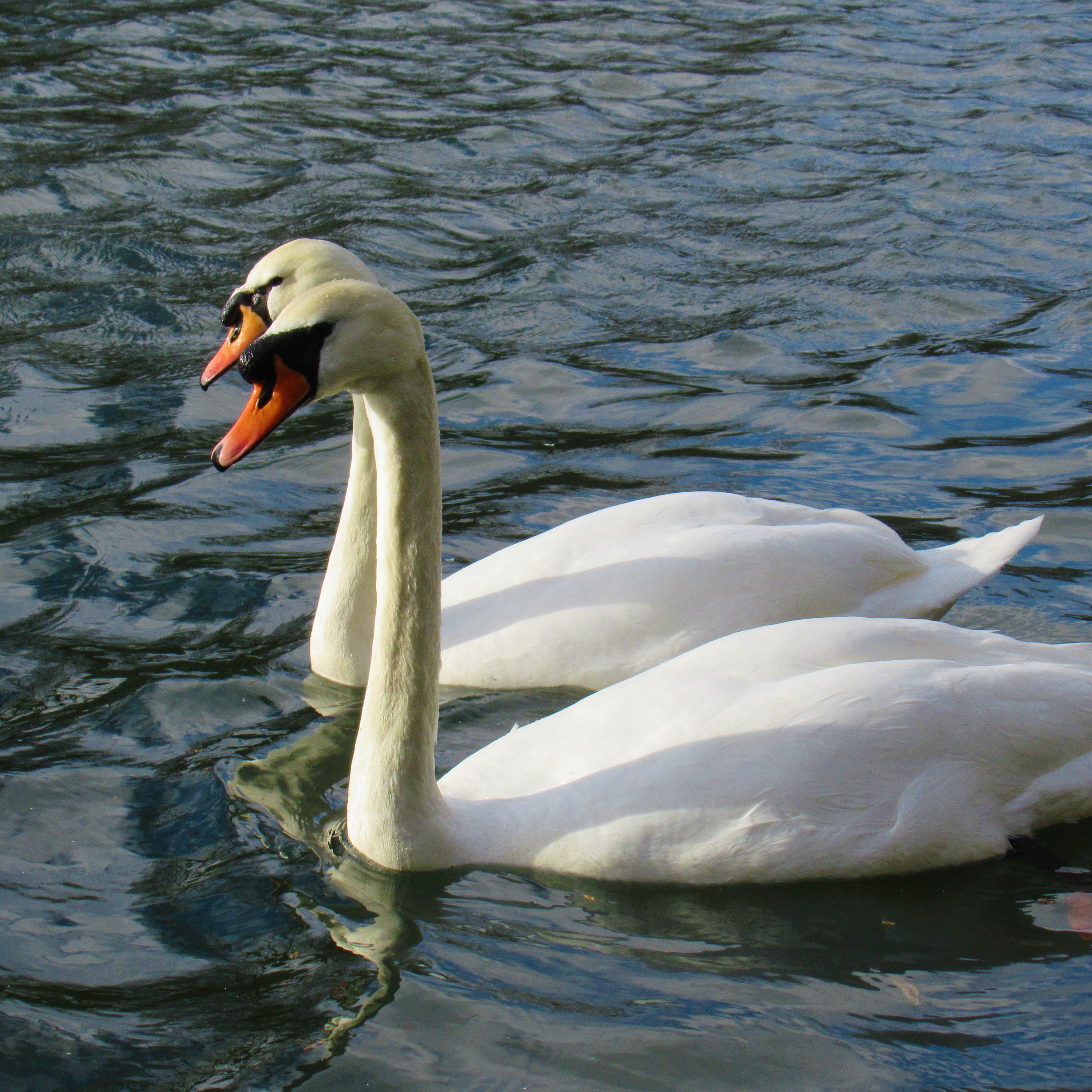 A pair of swans on water