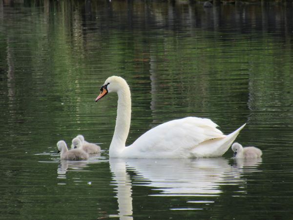 Swan with her signets