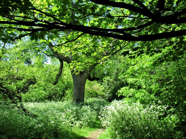 Big tree in woodland